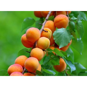 Stĺpovitá marhuľa (Prunus armeniaca) ´COMPACTA´ - stredne skorá - výška 120-140 cm, kont. C3L